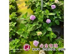 无尽夏绣球花 八仙花 花色丰富花量大 花坛花镜花海造景 耐寒花卉 电议价格 宏胜花卉苗木图1