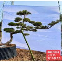 12–16公分的造型黑松 基地批发 欢迎选购 电议价格 芜湖仁义园林 庭院高档景观树