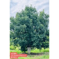 丛生香樟 公园绿化市政绿化风景树木地径6-8公分基地批发 电议价格 芜湖仁义园林