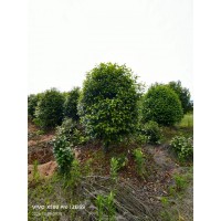 茶花 苗木基地直营茶花 喜温暖 湿润 花朵漂亮 庭院路边种植 电议价格 四季开花精品树形花镜花坛