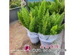 各地区可发的狐尾天门冬盆苗 精品花苗 花镜植物品种 天门冬基地 电议价格 青州花卉 宏胜图1