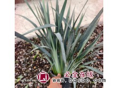 花园花镜蓝色山菅兰盆栽 宽叶乌托邦 多年生观叶花镜植物 耐热常绿 电议价格 宏胜花卉图1