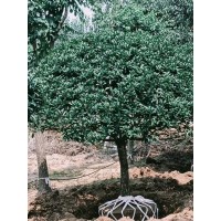 高杆桂花树基地优质供应 庭院移栽种植 苗木旺盛 学校园区行道树 观赏栽植净化空气 电议价格