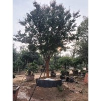 紫薇绿化工程树 花期长抗寒抗旱 基地现挖带土发货 适应性强易成活 电议价格 临沂万松苗木