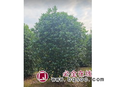 3米桂花树 批发出售大量地笼桂花树 耐寒耐旱 景区道路绿化园区用苗 规格全 电议价格 大江园林图1
