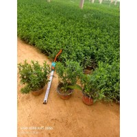 双色盆荷兰菊 盆栽盆景景观工程广场花坛花境摆放植株健壮常年供应 电议价格 瑞明花卉苗木