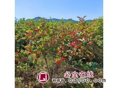天目琼花大墩，高度1.2-1.5米，冠幅0.8-1.0米 电议价格 东北苗木基地 开原非凡苗圃图1