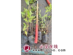 映山红杜鹃杯苗：高度30-60cm，辽宁省开原市基地 非凡苗圃 电议价格 东北绿化苗木图1
