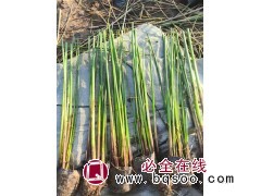 水葱 专注水生植物工程,提供种植技术 电议价格 多须根 秆高大圆柱状 绿化水生植被 英茂图1