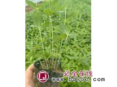 桔梗 别名包袱花 花坛花境点缀 小区庭院公园造景绿化 庭院园林绿化工程苗 电议价格图1