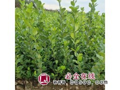 供应1-1.5米卫矛球、40公分以上小叶黄杨、月季花苗等绿化苗木品种 电议价格 河北苗木图1