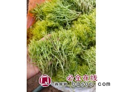 佛甲草 大量出售露天黄金条枝条 电议价格 现货大量 青州草花地被植物 小郝花卉苗木基地图1