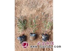 千鸟花 花坛花境花海植物 紫叶山桃草 杯苗 夏季草花 青州草花基地 电议价格有量 小郝花卉图1