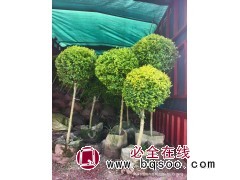 新到货亮晶女贞造型，星星，月亮，五角星，爱心，亮晶球 电议价格 宏胜花卉苗木 青州花卉图1