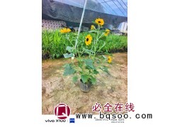 向日葵 园林绿化工程用苗 观赏盆栽 景区花海 生产基地 庭院阳台观赏花卉 电议价格 宏胜花卉图1