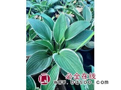法兰西玉簪种植基地 景观效果好 盆栽观赏花卉 花色为白色 公园绿化地被植物 电议价格 齐洲花卉图1