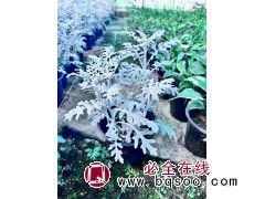 基地出售银叶菊 小杯苗 地被栽植 绿化配植苗 园林道路花坛栽植 电议价格 青州花卉 齐洲花卉图1