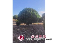 独干大叶黄杨球 基地优质大叶黄杨球 大叶黄杨毛球 冬青球等绿化工程球子 电议价格图1