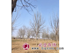 白蜡 大白蜡 15-28公分精品杆直帽圆精品白蜡 园林绿化工程行道树 乡村绿化树 鑫瑞航园林图1