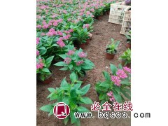 繁星花 基地供应繁星花别名五星花小苗 盆栽庭院观赏用苗 规格齐全 花期长 电议价格 美都图1