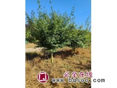 矮杆鸡爪槭5-7公分 种植基地出售 道路花坛庭荫风景树 苗圃出售 电议价格 富林源苗木图1