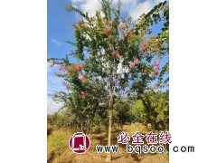 2米高杆紫薇一棵 电议价格 庭院绿化树 乡村道路绿化 山东青岛富林源苗木合作社图1