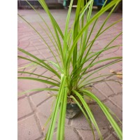 上杯涝峪苔草 成品苗供应 生长茂盛 匀称美观 园林绿化带花坛观赏种植苗 电议价格大量现货