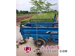 出售上杯栾树1公分2元,1点5公分3元,2公分4元,2点5公分7元 河北栾树杯苗 大量现货图1