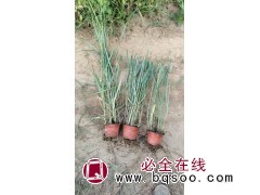 柳枝稷 重金属柳枝稷基地小苗批发景区园林观赏绿化种植工程河边点缀 电议价格 盛泽兴来花卉图1