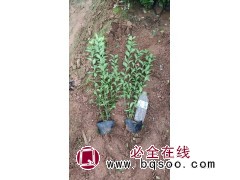 大叶黄杨苗冬青卫矛杯苗根系发达四季常青绿篱苗工程绿化冬青苗 电议价格 青州草花图1