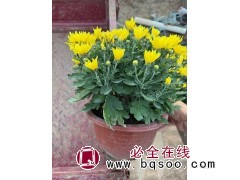 大菊花 九月菊 国庆菊 菊花各种造型陆续大量上市 需要的工地随时联系 电议价格 文豪花卉图1