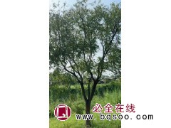 文冠基地8-22公分出售中 树形优美 景观绿化树 常年批发 电议价格 庭院精品绿化树 齐晖苗木图1