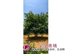 精品丛生朴树6-10米出售中，无中介 邯郸基地 丛生朴树 庭院绿化树 电议价格 齐晖苗木图1