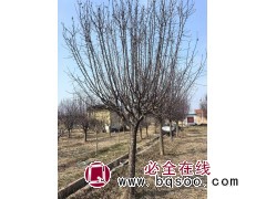 绚丽海棠13-18公分 风景绿化行道海棠树 庭院树海棠苗 城市行道树 电议价格 然兴苗木图1