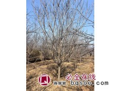黄栌 基地供应黄栌5公分～10公分荒山造林庭院绿化苗木耐寒抗旱 易成活 电议价格 然兴苗木图1