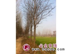 处理一批15-18公分的楸树200棵，18-25公分的楸树有800棵，分枝点3米左右，价格好说图1