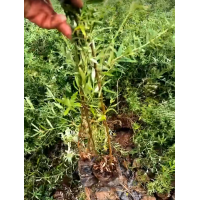 沙棘苗 40万沙棘杯苗现货出售 电议价格 荒山绿化造林苗 沙漠治理 公园造景绿化小苗