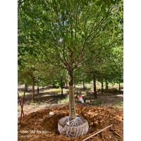 18-20香樟大量，有需要可以联系 原生苗 移植苗 工程绿化乔木 庭院景区园林造景绿化 电议价格