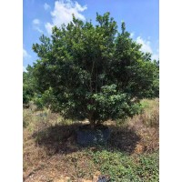 杨梅树 常绿性植物 庭院绿化树 四季常青 喜湿耐阴 园林绿化果树 电议价格 杭州共济建筑园林