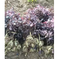 红花继木苗 红花檵木球红黑珍珠篱笆庭院苗 园林绿化工程绿篱苗 电议价格 追梦园林