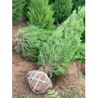 蜀桧别名塔柏 四季常青 规格齐全 道路工程庭院绿化风景树 园林绿化工程苗高速公路中央隔离带丛植