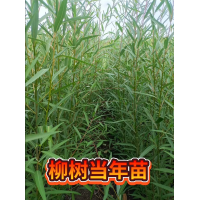 柳树苗 当年生柳树小苗 二年生小苗 东北绿化小苗 耐旱耐寒 建圃小苗 电议价格 甘南县鑫淼苗圃