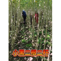 小城黑杨树 二根一定杆 二根二杆 1.4-2米杨树苗现货 荒山绿化苗 乡村绿化树 东北苗木