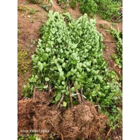 北海道黄杨批发出售可作护坡绿篱灌丛种植 四季常青 花坛花镜庭院小区园林绿化小苗 胡杰 电议价格