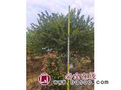 丛生紫薇 移栽或原生全冠，行道树-红东园林 电议价格 园林绿化工程树 公园绿化造景树图1