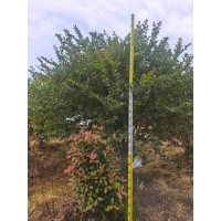 丛生紫薇 移栽或原生全冠，行道树-红东园林 电议价格 园林绿化工程树 公园绿化造景树
