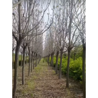 8-13公分梧桐分支点2米 湿地绿化苗圃种植 庭荫造型树 枝叶茂盛 耐寒耐旱 东北苗木 电议