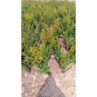 红豆杉别名紫杉 卷柏扁柏全国种植基地 观花绿化苗木 电议价格 东北苗木基地 红豆杉小苗大量