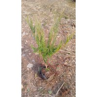 长期供应出售30-70公分营养杯沙地柏苗大量 园林绿化道路用苗 规格齐全市政种植 电议 东北苗木
