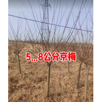 5-8公分京梅 园林景观小区公园绿化观赏树 观赏价值高园林树种 东北苗木基地 电议价格